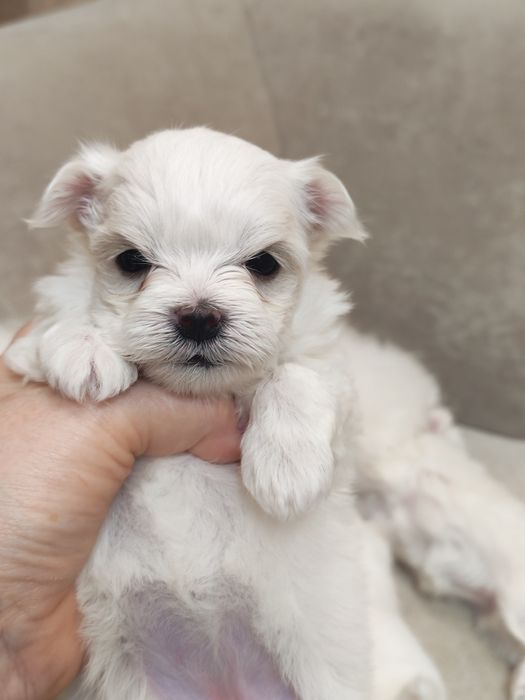 Продам щенко мальтийских болонок