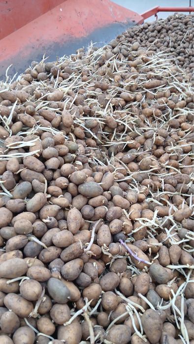 Cartofi samanta carrera,arizona si bella rossa