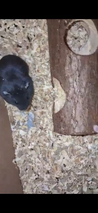 Vand {HAMSTER PITIC} trmen de supravetuire  ,antre 2-3 ANI