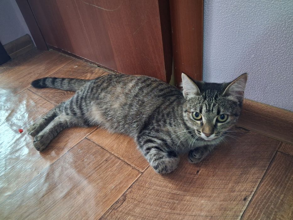 Отдам кошку крысолова