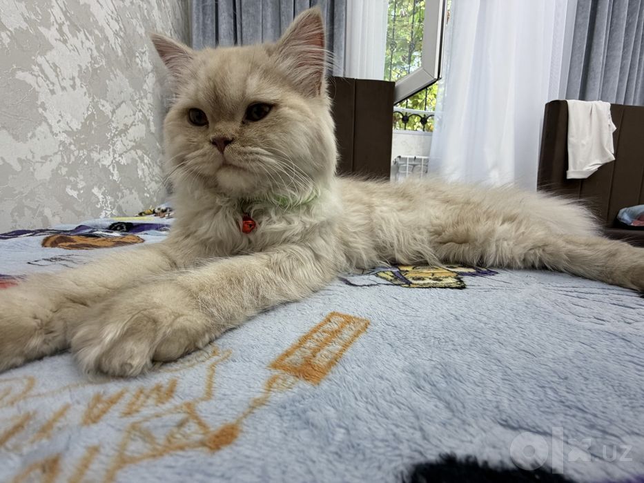 Zottor mushuk 9 oylik