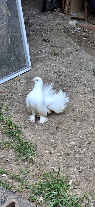 Porumbei voltați