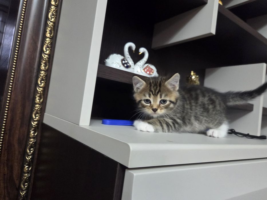 Продам котёнка  британца