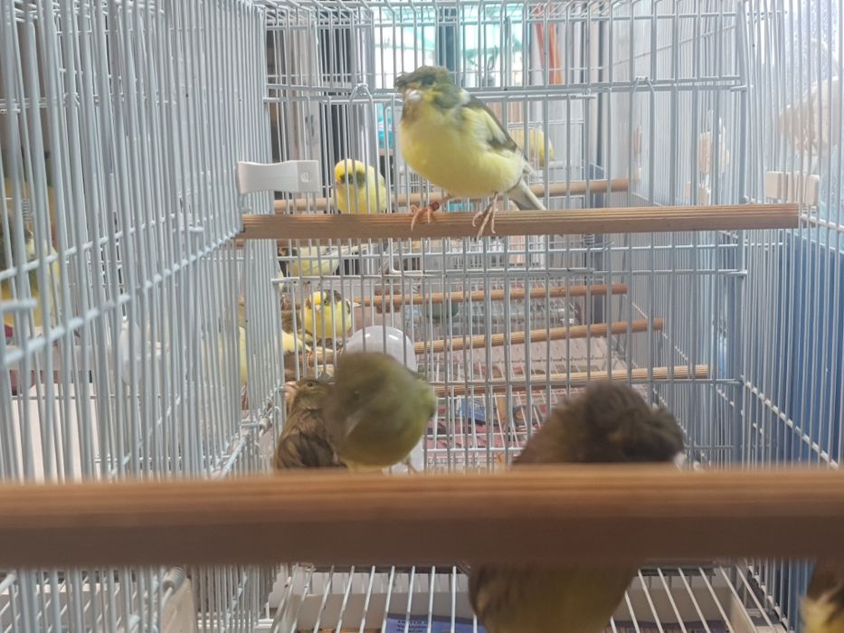 Vând  canari Timbrando inelati