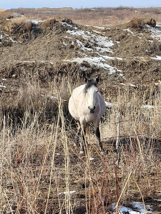 Бие сатылады күйі жақсы буаз жақында туады