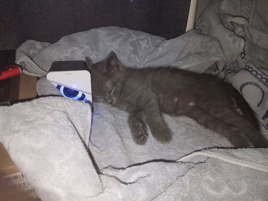 Котёнок даром, девочка