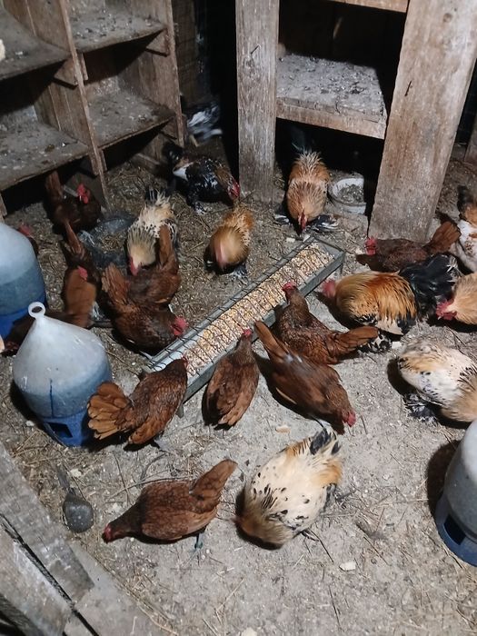 Găini și Cocoși.
