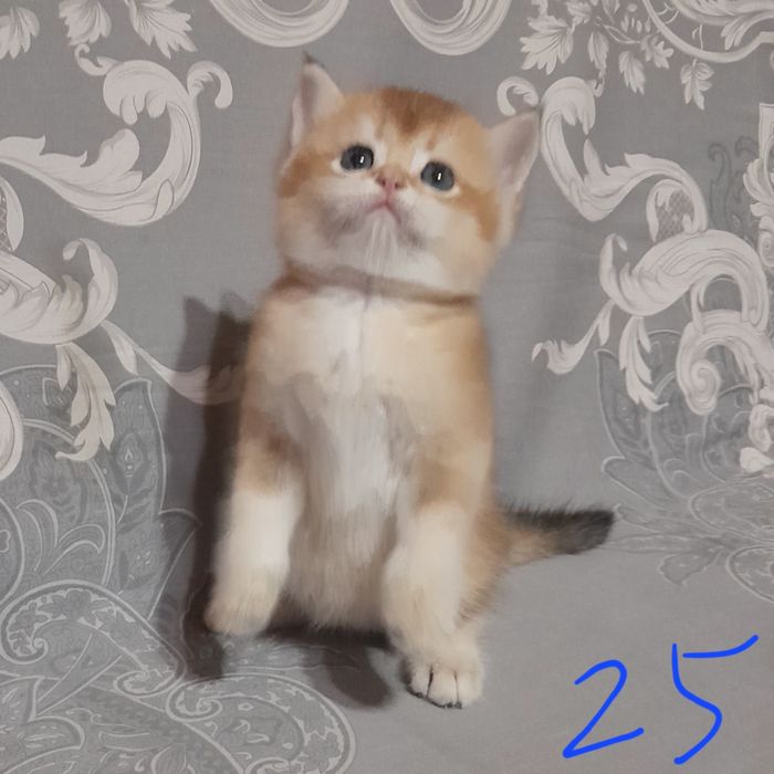 Продаются шикарные котята,золотая шиншилла..