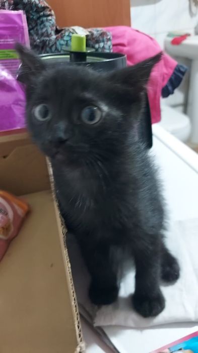 Котёнок на удачу