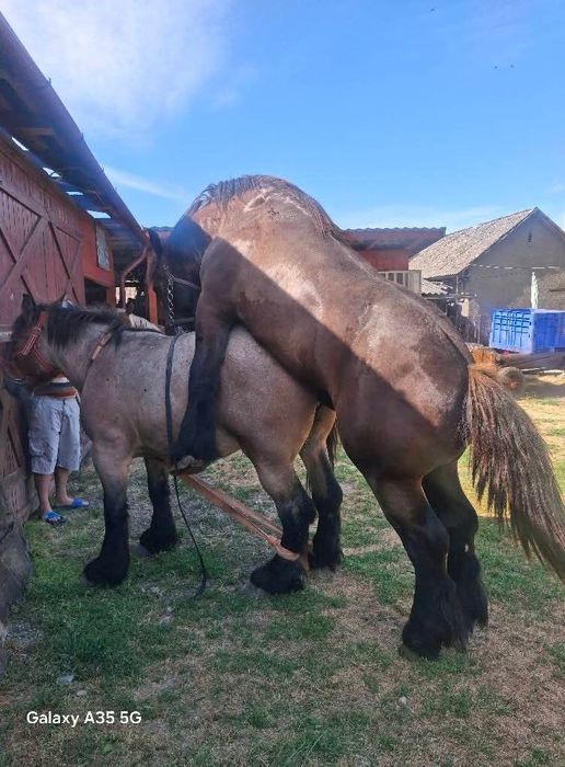 Vând iapa gestantă