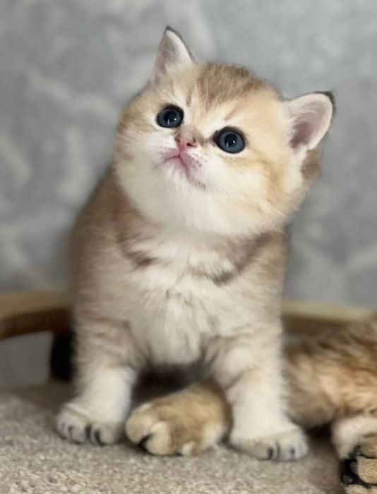 Британский чистокровный мальчик золотая шиншилла