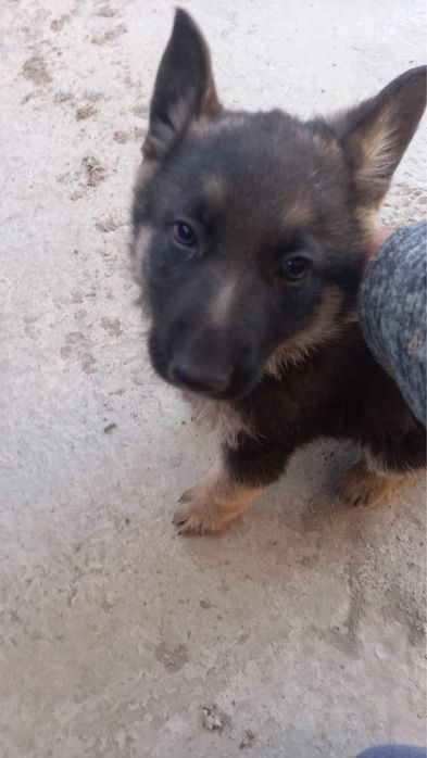 Немецкая овчарка