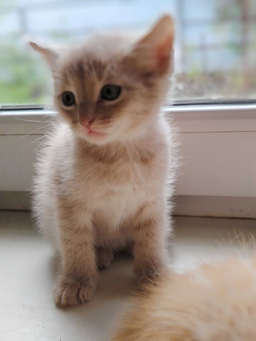 Отдам котят в добрые руки