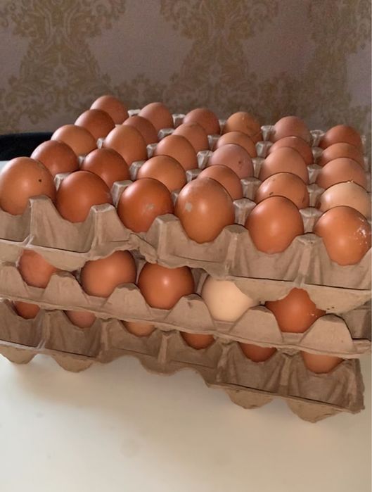 үйдің жұмыртқасы