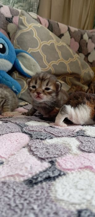 Котята, папа Мейн Кун