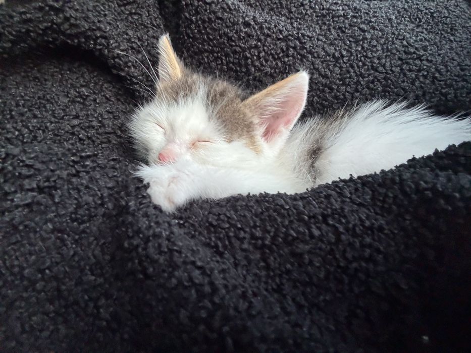 продам котенка за