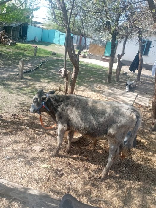 Еркек бузаулар сатылады