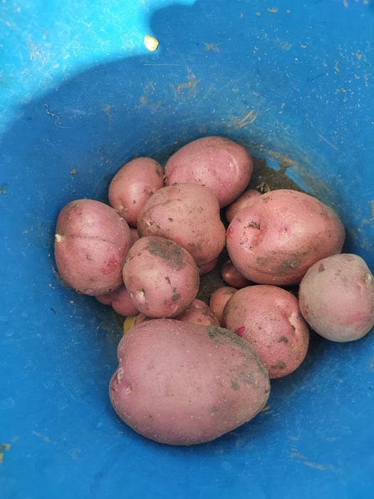 Домашняя картошка