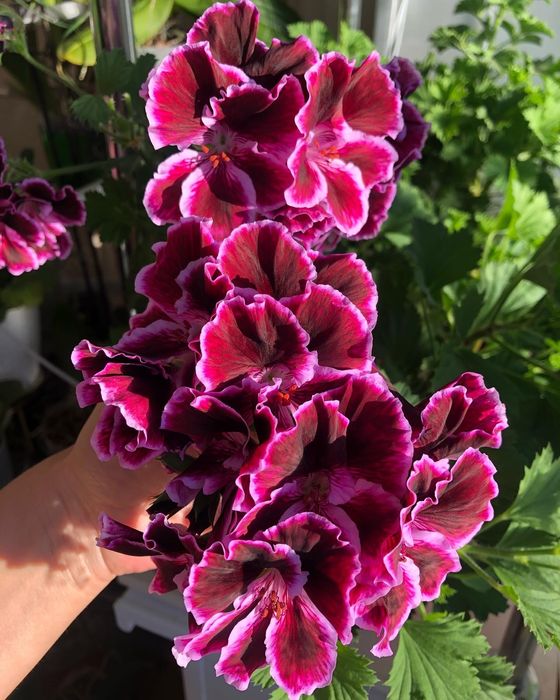 Королевская пеларгония