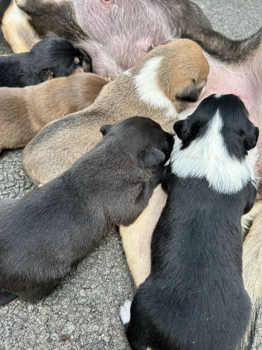 Щенков дворняжки