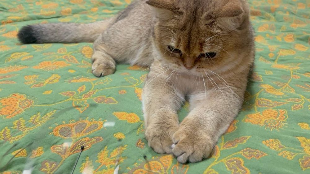 Чистокровная кошка.Британская золотая шиншилла.Девочка