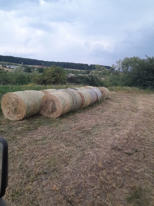 Baloti lucernă ecologică coasă 2 de cea mai bună calitate certificată ecologic