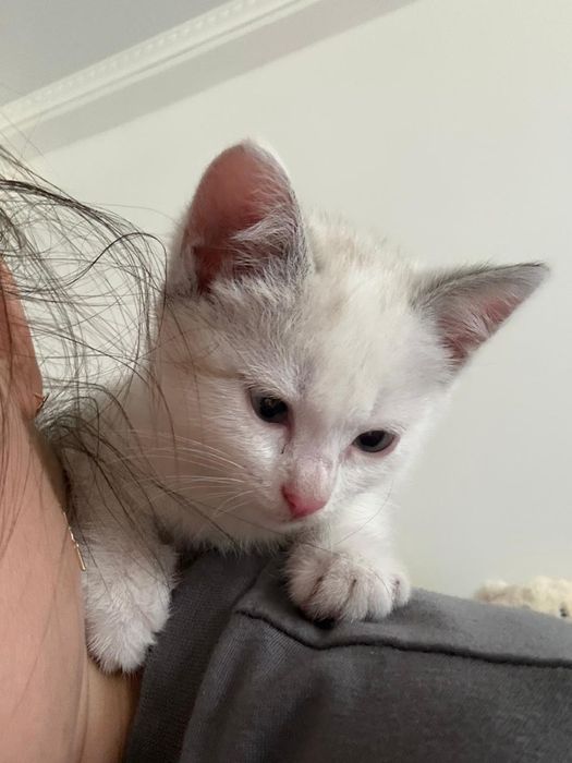 Котёнок в поисках дома