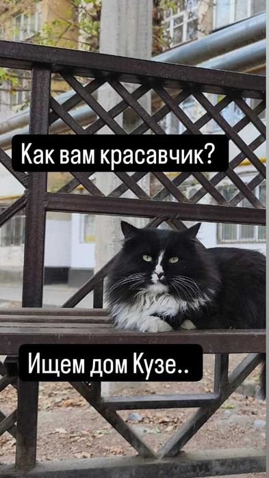 СРОЧНО  в добрые руки!! г. Шымкент