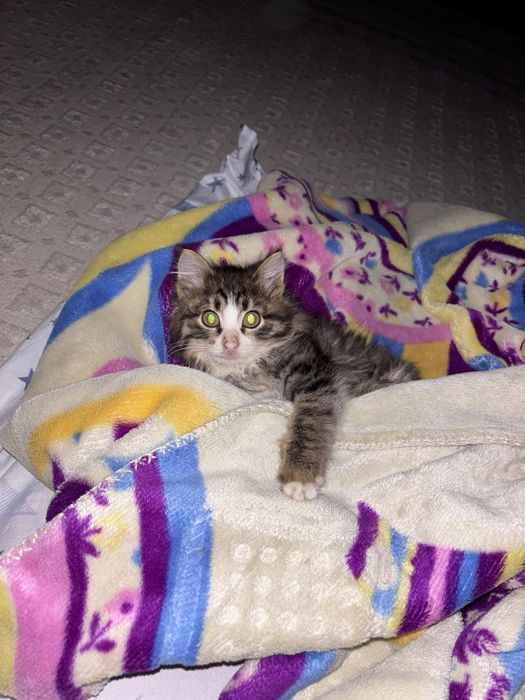 Котенок в добрые руки