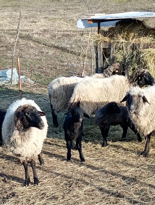 Vând oi bune pentru ținut ,4 oi ,4 miei și 1 berbec,carabașă de Teleor