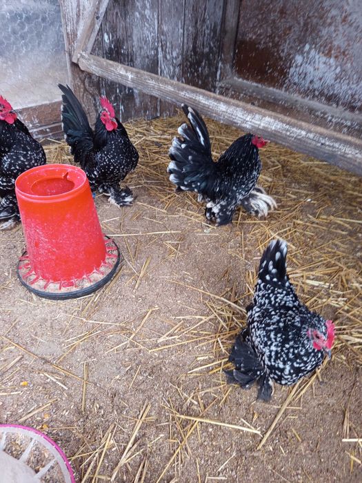 Vând oua pt incubat găini mii de flori