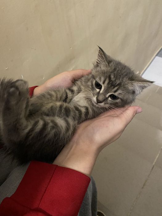 Котёнок красивый ласковый