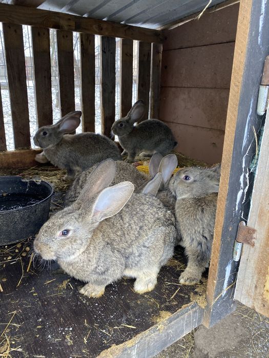 Vand  iepuri din rasa urias belgian cu varsta de doua luni