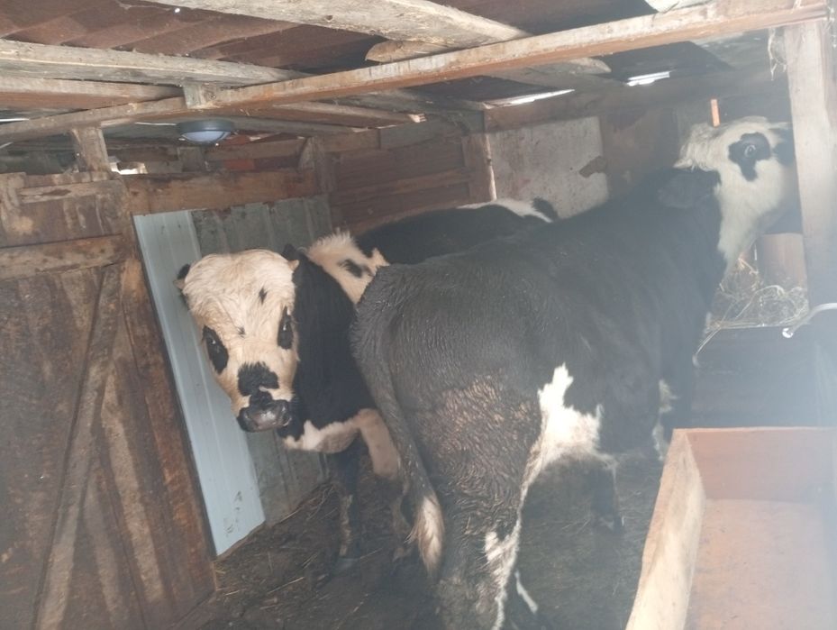 Продам два бычка с откорма