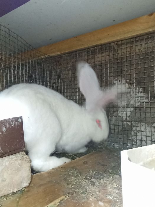 Кролики Қоян коян