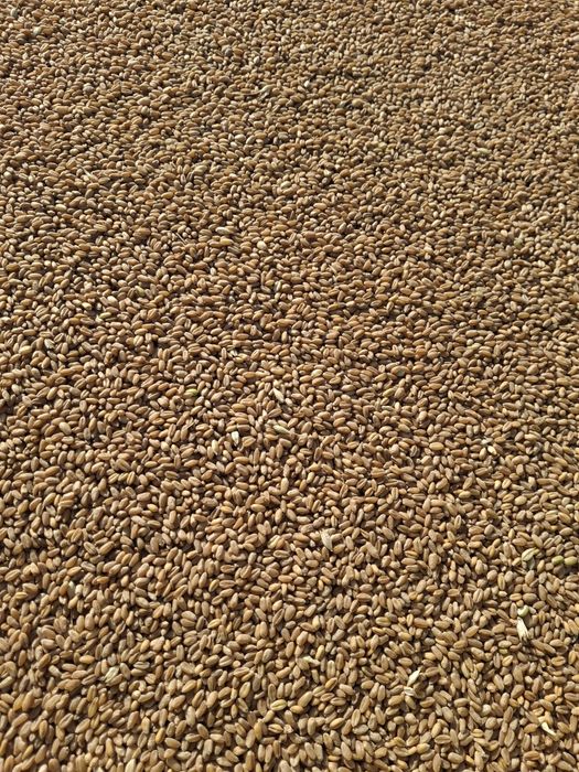 Grâu triticale nou productie 2025