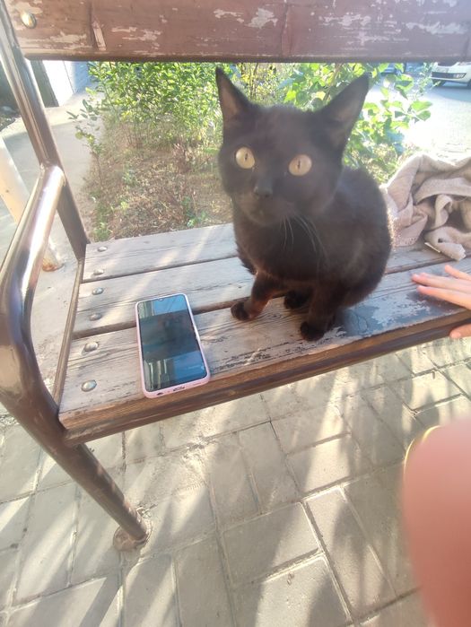 Котенок домашний
