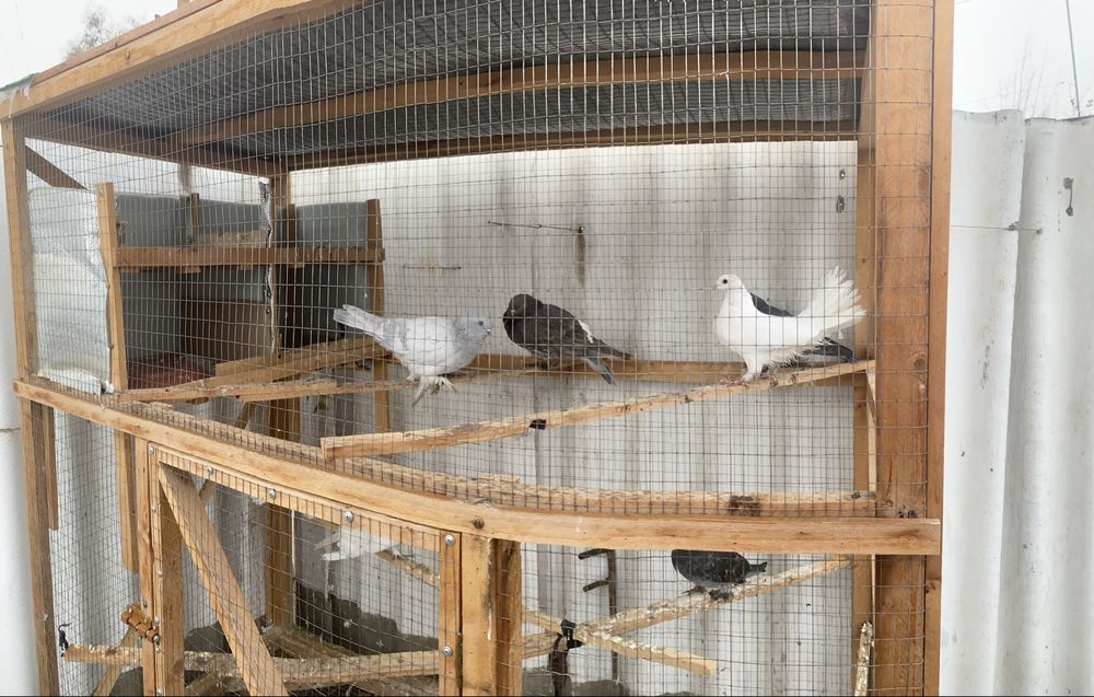 Kaprarlar qafas sotiladi