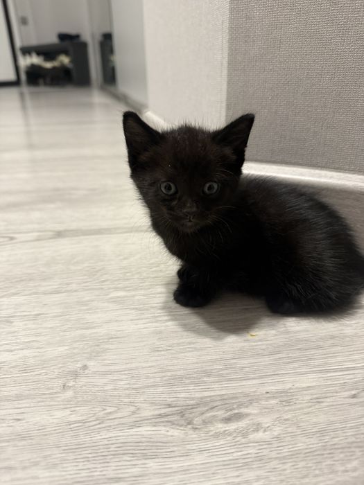 Отжам котенка в добрые руки