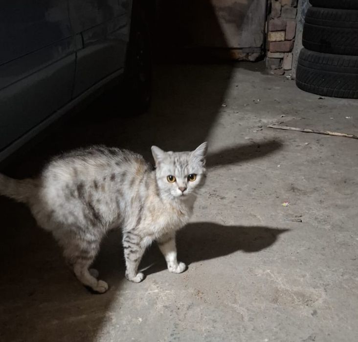 Отдам кошку в хорошие руки