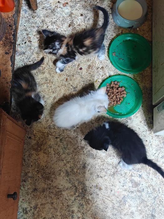 Отдаем котят в добрые руки