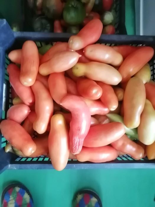 Продам дачные помидоры.