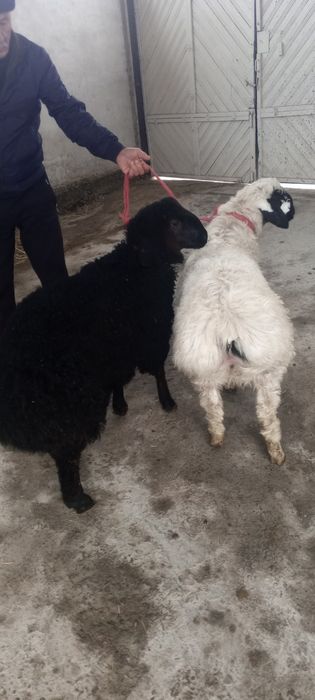 2 ta qirgʻizton qazoqi qoʻchqor barralar sotiladi