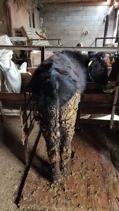 Бычок сатылады откормда тұр