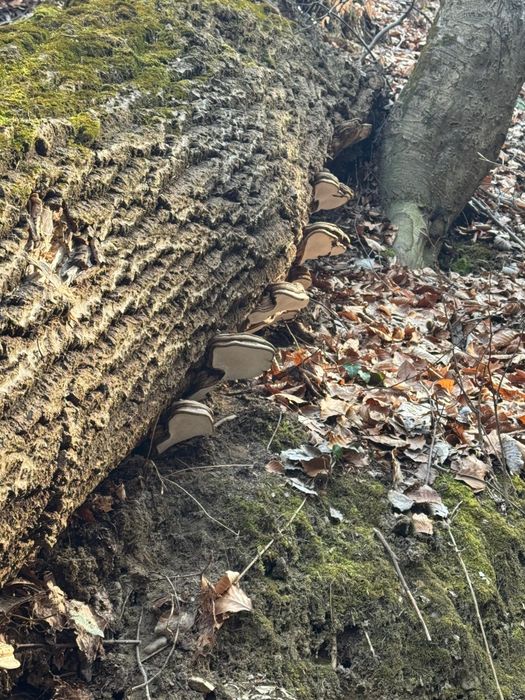Tincturi dubla extractie Coada curcanului, Ganoderma, (reishi) etc