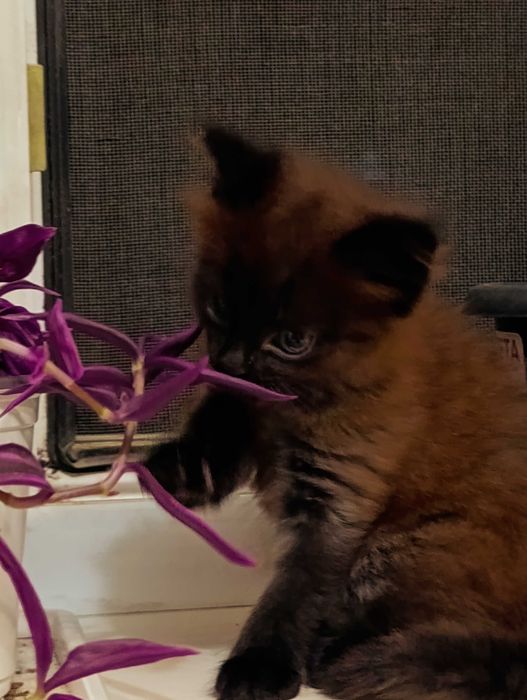 Коричневый котенок