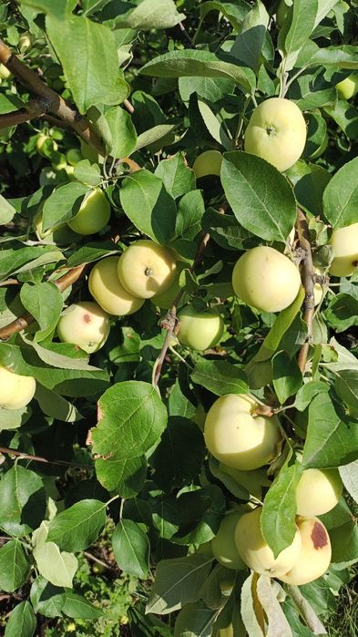 Продам Дачу за теплым каналом