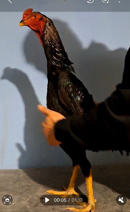 Продам бойцового петушка!