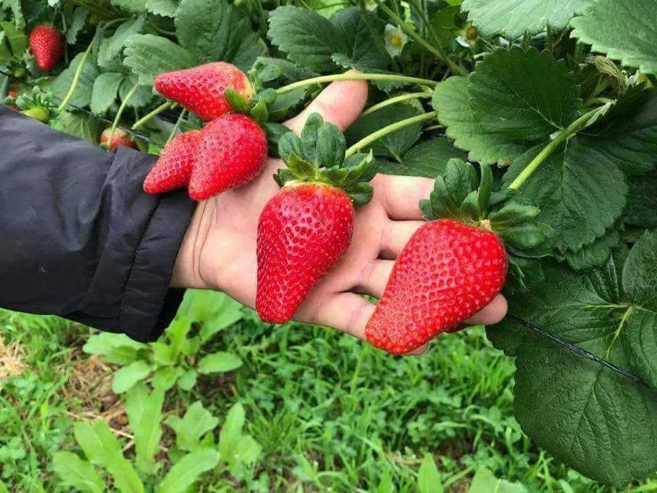 Внимани само эа ценители Расад ягоди и малини
