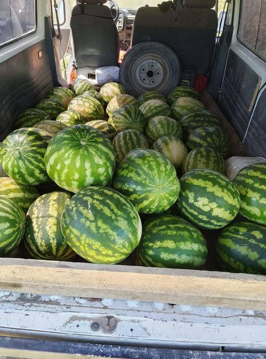 Продам арбузы есть тон 10